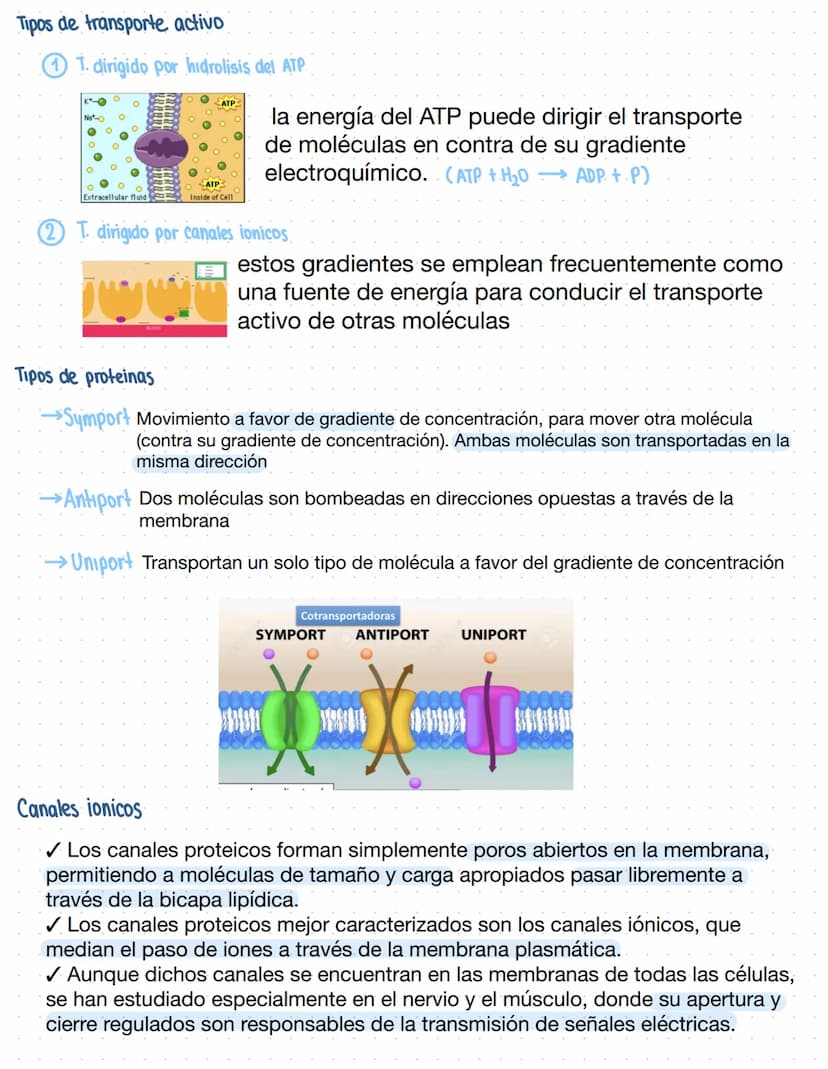 Clase 5
Transporte a través de la Membrana
Tipos de transporte:
T. Nuclear: tiene proteinas que lo acompañan
Vesicular endomembranoso: Vesic