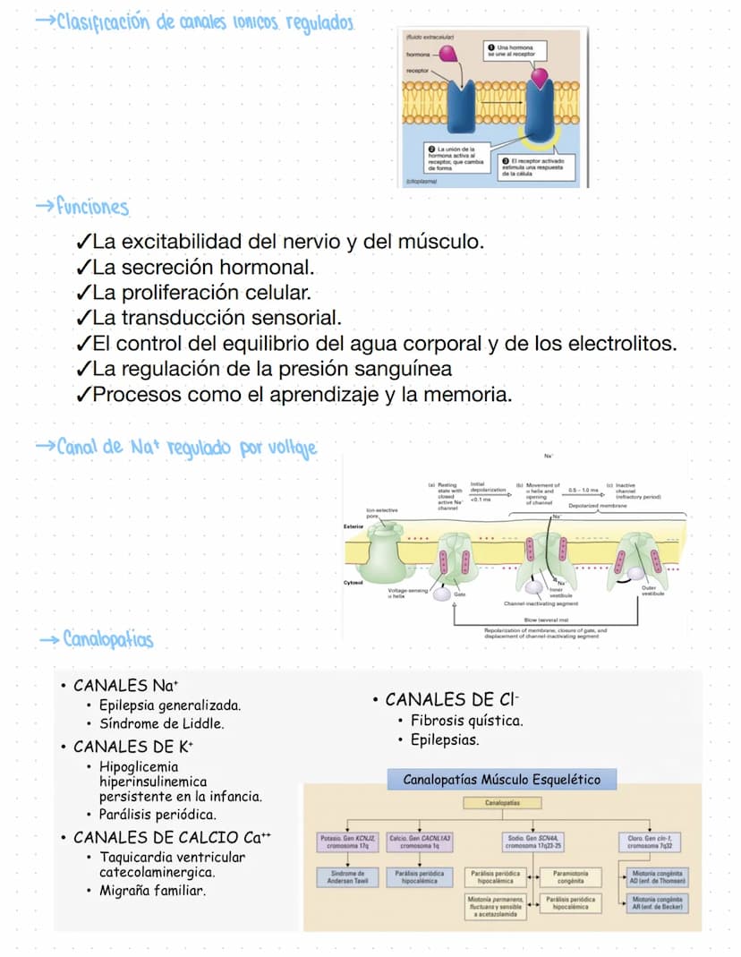 Clase 5
Transporte a través de la Membrana
Tipos de transporte:
T. Nuclear: tiene proteinas que lo acompañan
Vesicular endomembranoso: Vesic