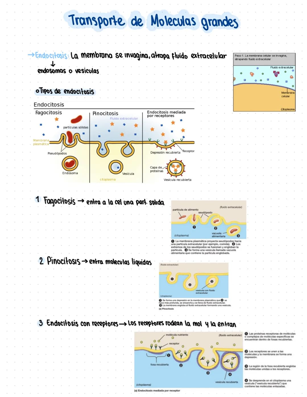 Clase 5
Transporte a través de la Membrana
Tipos de transporte:
T. Nuclear: tiene proteinas que lo acompañan
Vesicular endomembranoso: Vesic