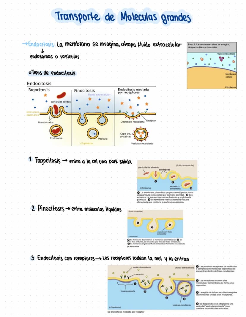 Clase 5
Transporte a través de la Membrana
Tipos de transporte:
T. Nuclear: tiene proteinas que lo acompañan
Vesicular endomembranoso: Vesic