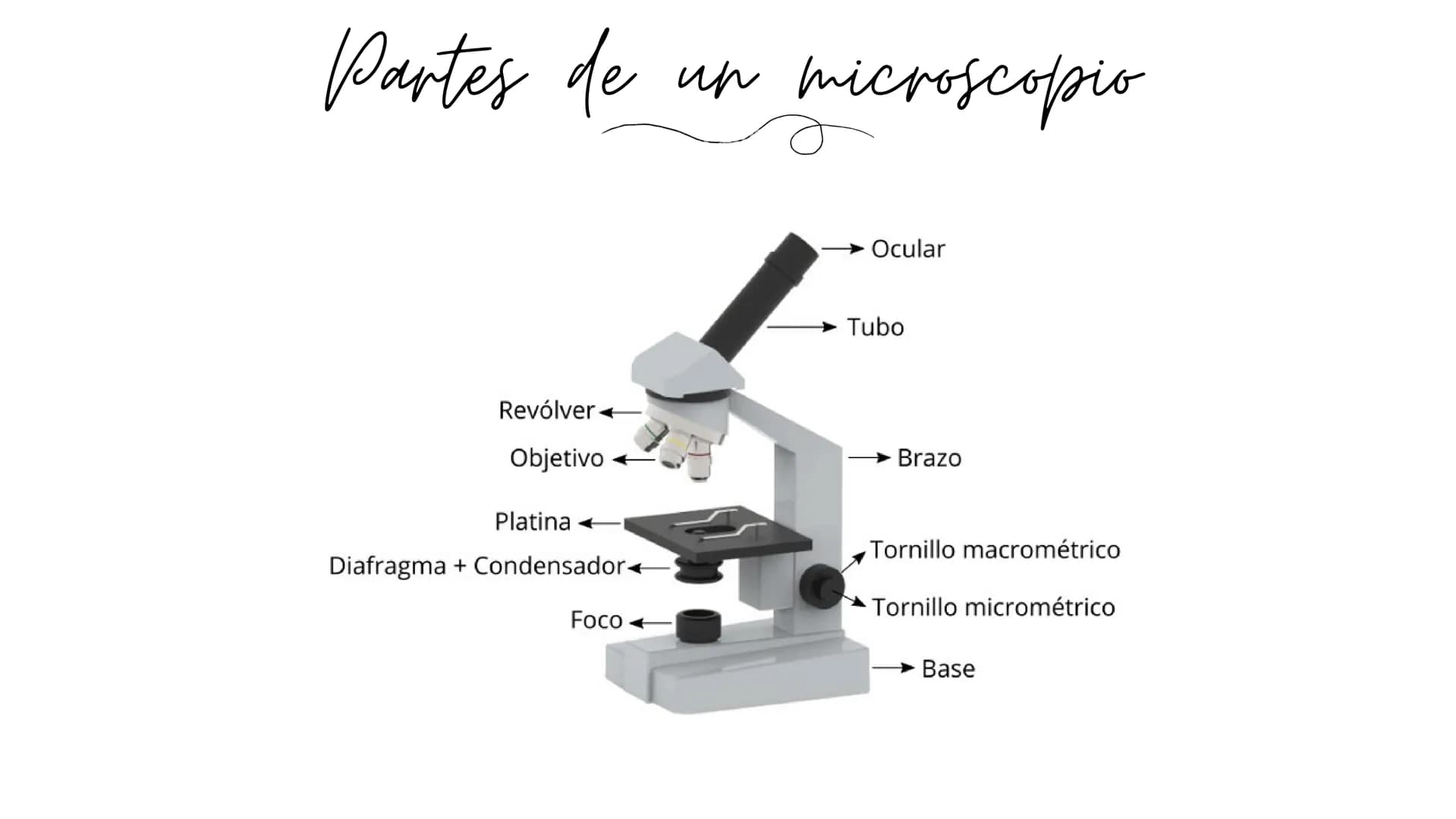 REFLEXION Y REFRACCION DE LA LUZ
Ее піспонсорів
Por Mariana Mejía 1/1/1
3 Que es el microscopio
Etimológicamente hablando la palabra microsc