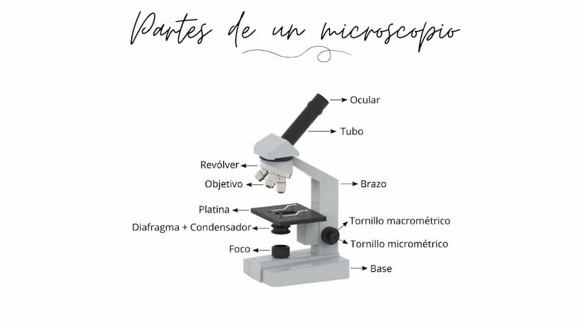 REFLEXION Y REFRACCION DE LA LUZ
Ее піспонсорів
Por Mariana Mejía 1/1/1
3 Que es el microscopio
Etimológicamente hablando la palabra microsc