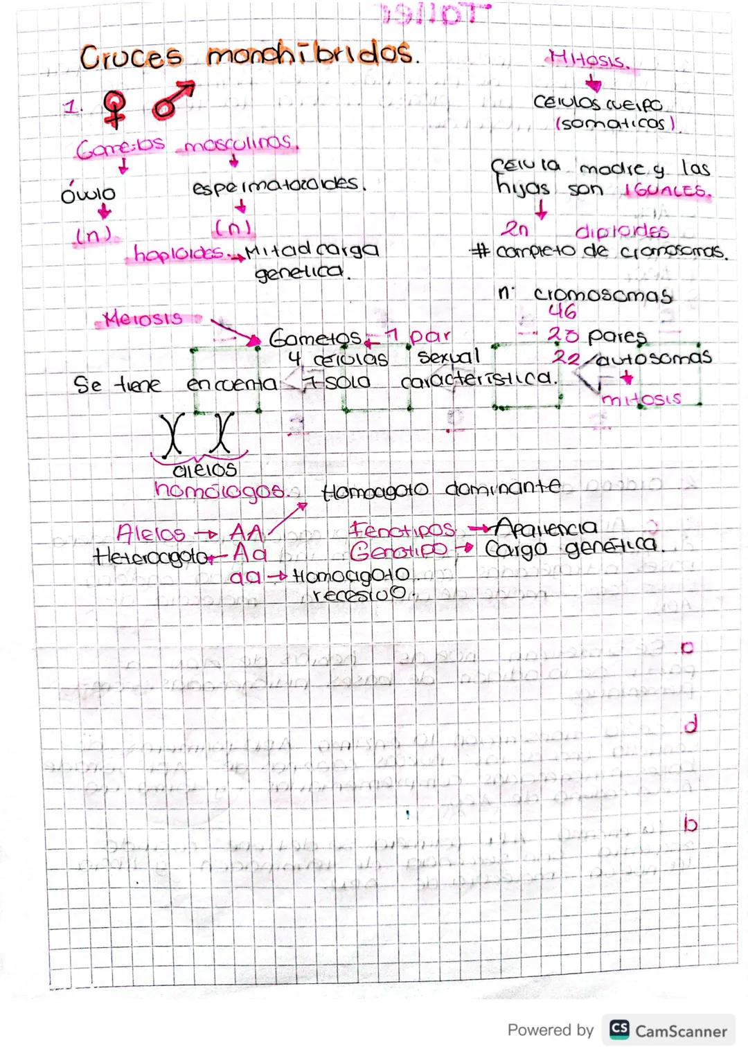 19NOT
HHOSIS.
Cruces monchibridos.
1.800
Game: los masculinas.
όποιο
In
espermatozoides.
( ດ )
haploides. Mitad carga
Meiosis
CEULOS CUEIPO
