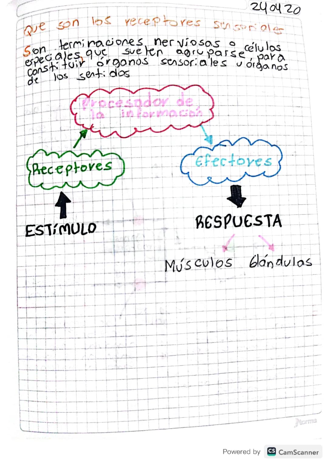 Receptores sensoriales 