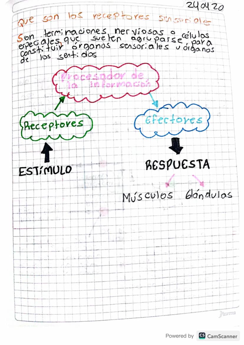 240420
Que son los receptores sinistrales
Son terminaciones, nerviosas células
especiales que suelen agruparse, para
Constituir órganos sens