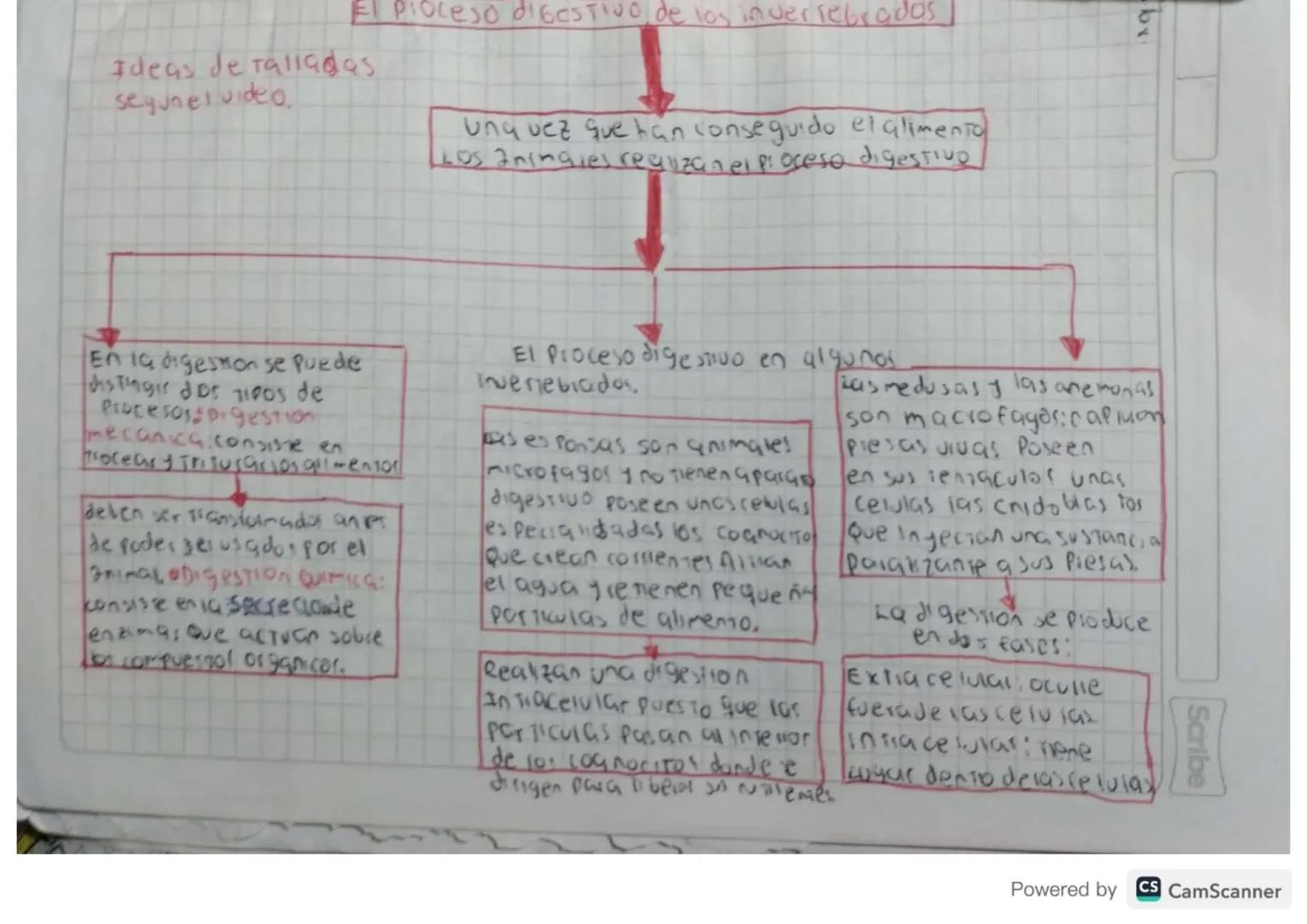 una vez que han conseguido el alimento
Los aningles reguzan el proceso digestivo
El Proceso digestivo, de los invertebrados
Ideas de rallada
