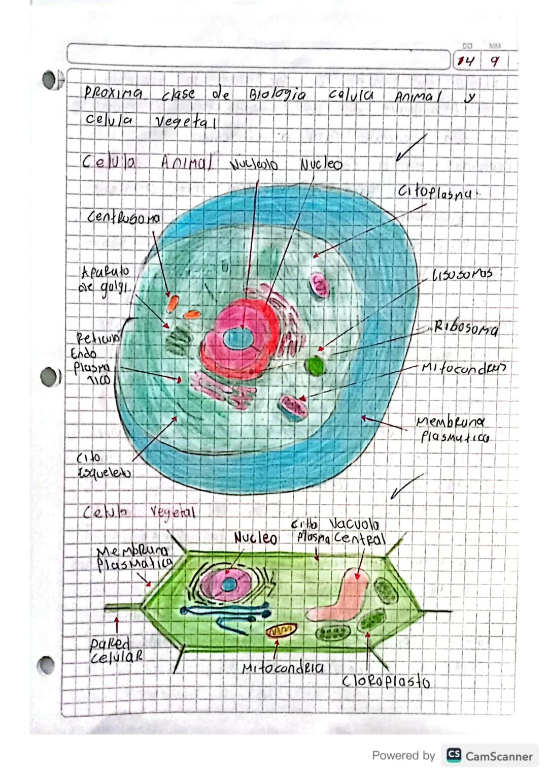 celula animal y vegetal