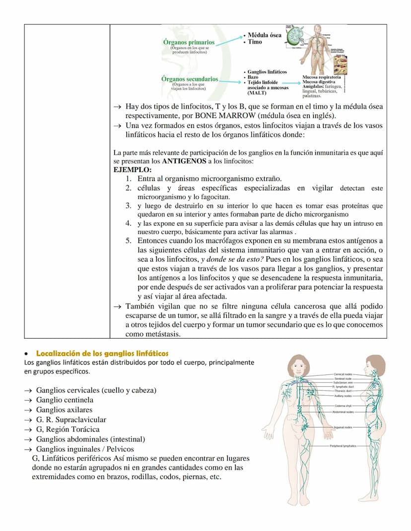SISTEMA LINFÁTICO
• Definición
El sistema linfático es una red de conductos y órganos por todo el cuerpo. Esta red transporta, entre
los tej