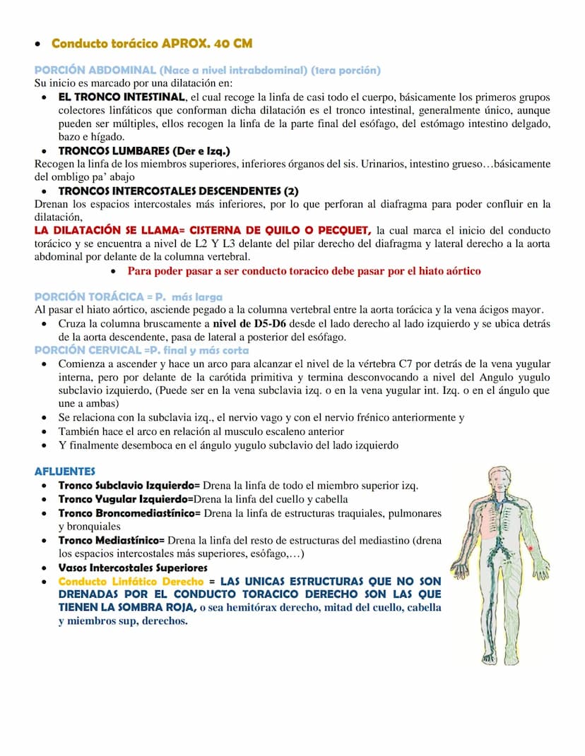 SISTEMA LINFÁTICO
• Definición
El sistema linfático es una red de conductos y órganos por todo el cuerpo. Esta red transporta, entre
los tej