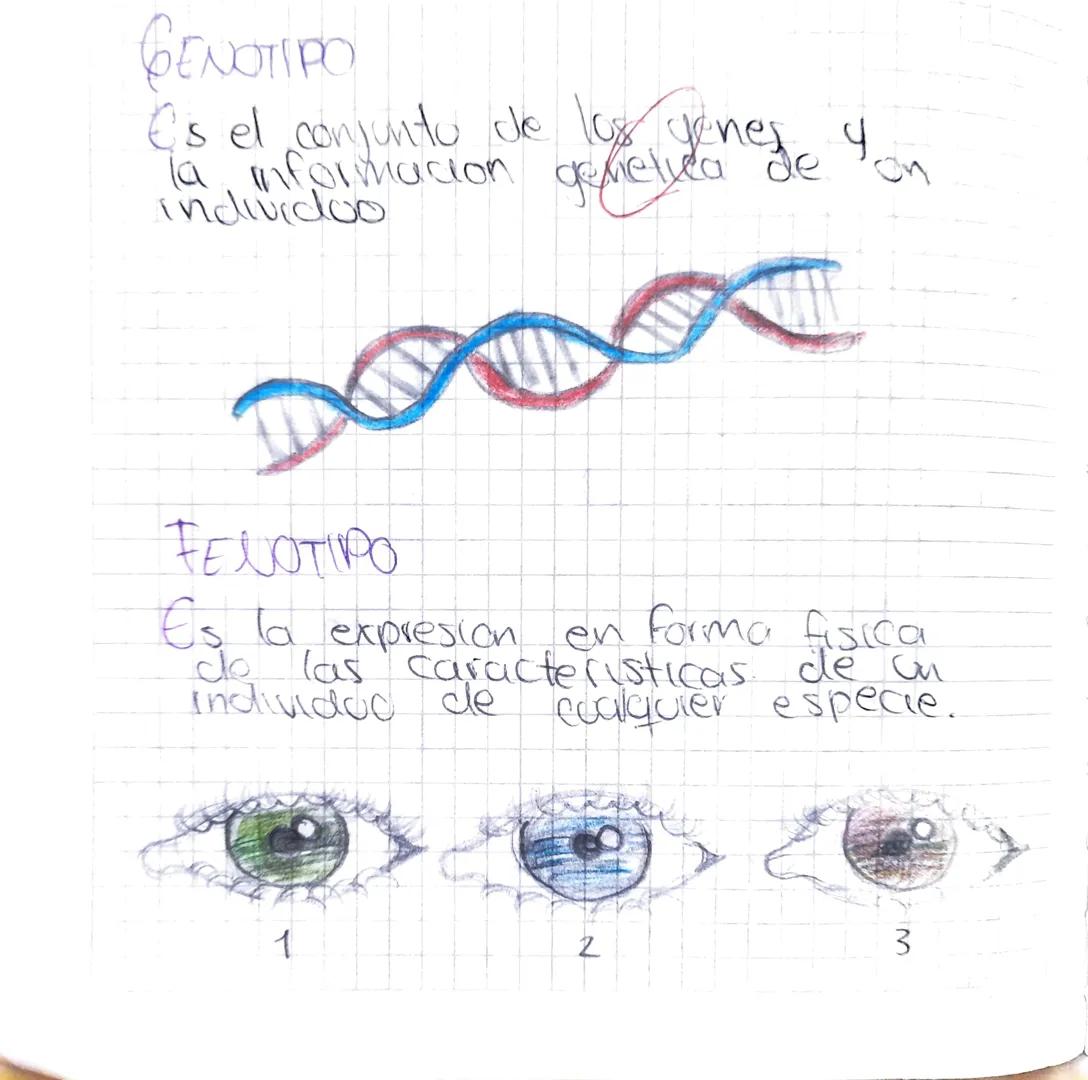 GENOTIPO
Es el conjunto de los genes You
Ta informacion
individoo
genelvea
gemenlivenes
DODO
FENOTIPO
de
Es la expresion en forma fisica
de 