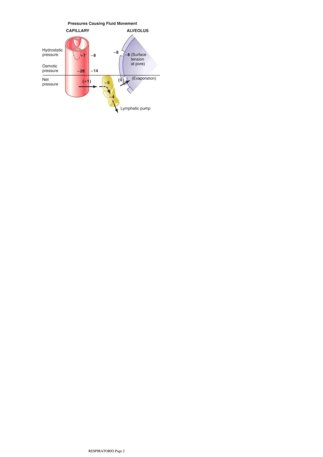 # CIRCULACIÓN PULMONAR
martes, 9 de septiembre de 2025 7:01 a. m.

Arterias y venas pulmonares hacen la hematosis o intercambio gaseoso, las