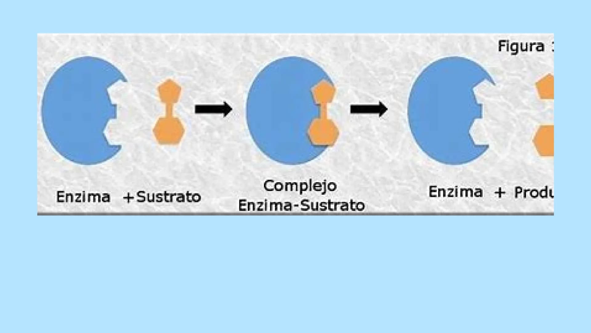 M
S ENZIMAS Y
+
COENZIMAS
CONCEPTOS BÁSICOS
+
+ Bioquimica
QUE ES ?
Es una ciencia que estudia
reacciones y procesos de
los componentes quim