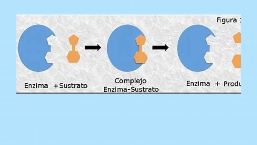 M
S ENZIMAS Y
+
COENZIMAS
CONCEPTOS BÁSICOS
+
+ Bioquimica
QUE ES ?
Es una ciencia que estudia
reacciones y procesos de
los componentes quim