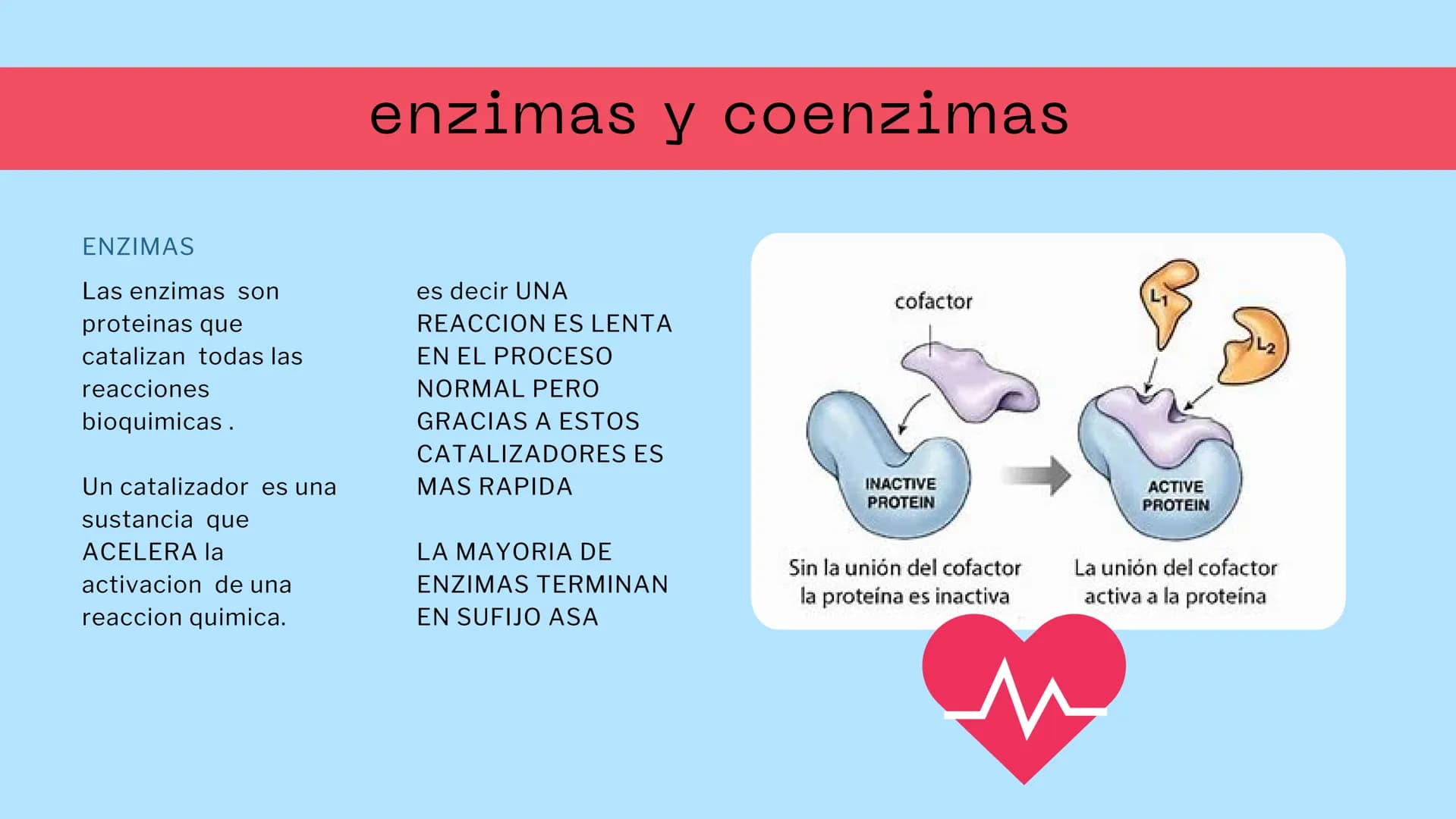 M
S ENZIMAS Y
+
COENZIMAS
CONCEPTOS BÁSICOS
+
+ Bioquimica
QUE ES ?
Es una ciencia que estudia
reacciones y procesos de
los componentes quim