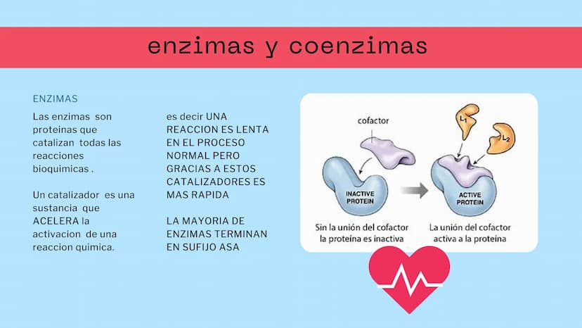 M
S ENZIMAS Y
+
COENZIMAS
CONCEPTOS BÁSICOS
+
+ Bioquimica
QUE ES ?
Es una ciencia que estudia
reacciones y procesos de
los componentes quim