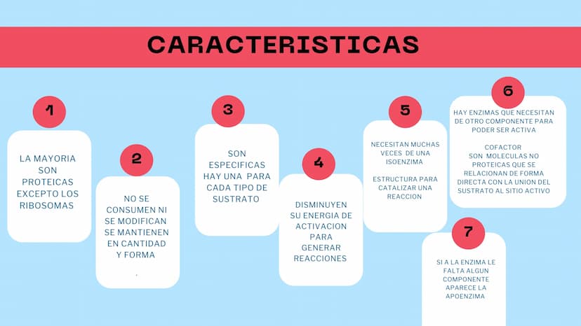M
S ENZIMAS Y
+
COENZIMAS
CONCEPTOS BÁSICOS
+
+ Bioquimica
QUE ES ?
Es una ciencia que estudia
reacciones y procesos de
los componentes quim