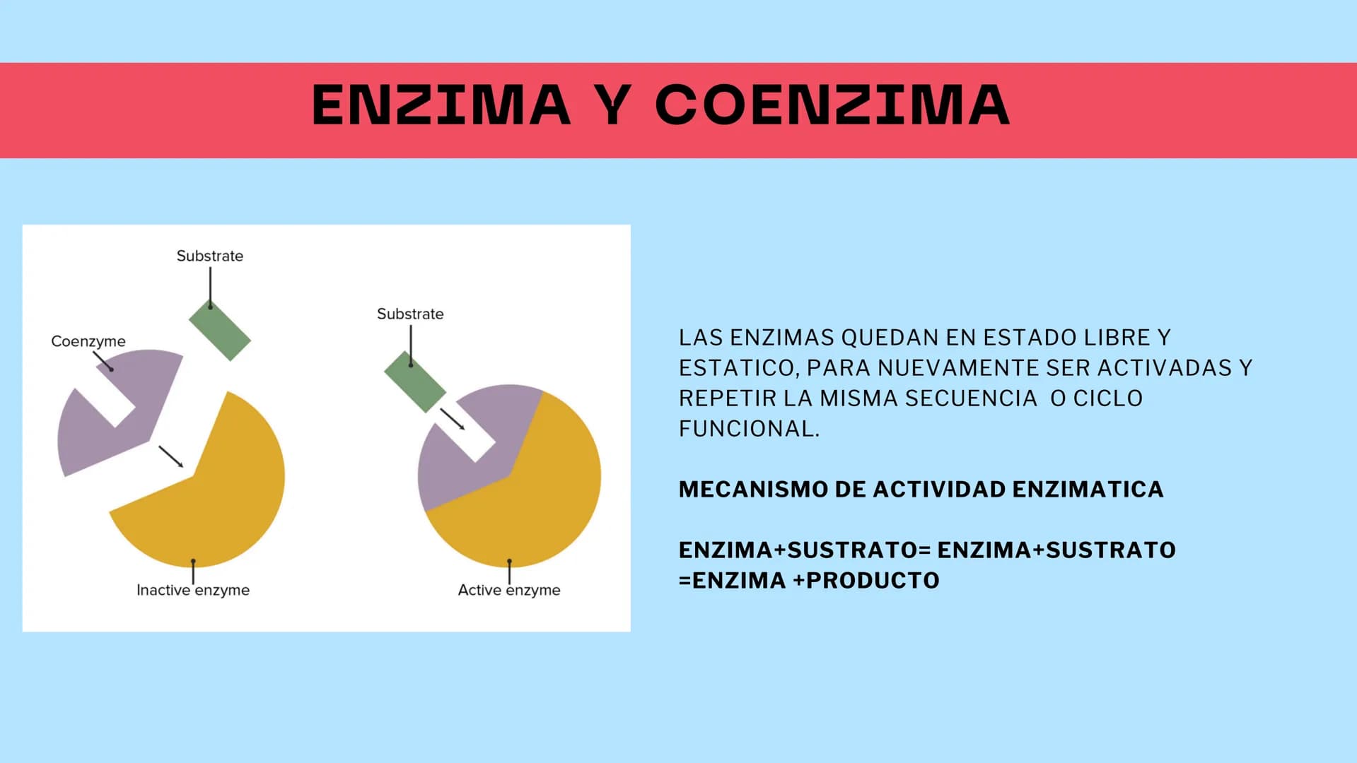 M
S ENZIMAS Y
+
COENZIMAS
CONCEPTOS BÁSICOS
+
+ Bioquimica
QUE ES ?
Es una ciencia que estudia
reacciones y procesos de
los componentes quim