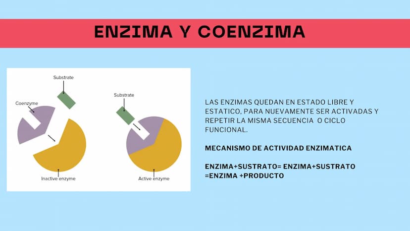 M
S ENZIMAS Y
+
COENZIMAS
CONCEPTOS BÁSICOS
+
+ Bioquimica
QUE ES ?
Es una ciencia que estudia
reacciones y procesos de
los componentes quim