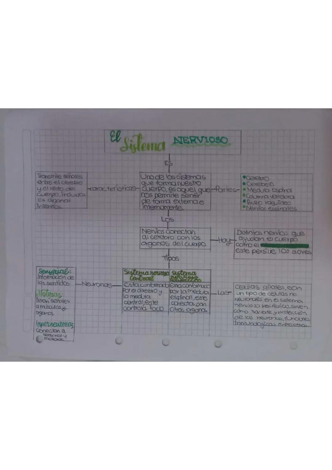 Transmite señales
entre el cerebro
y el resto de
Cuerpo. induidos
106 organos
Interios

Sensorial:
Información de
las sentidos
Molias
levan 