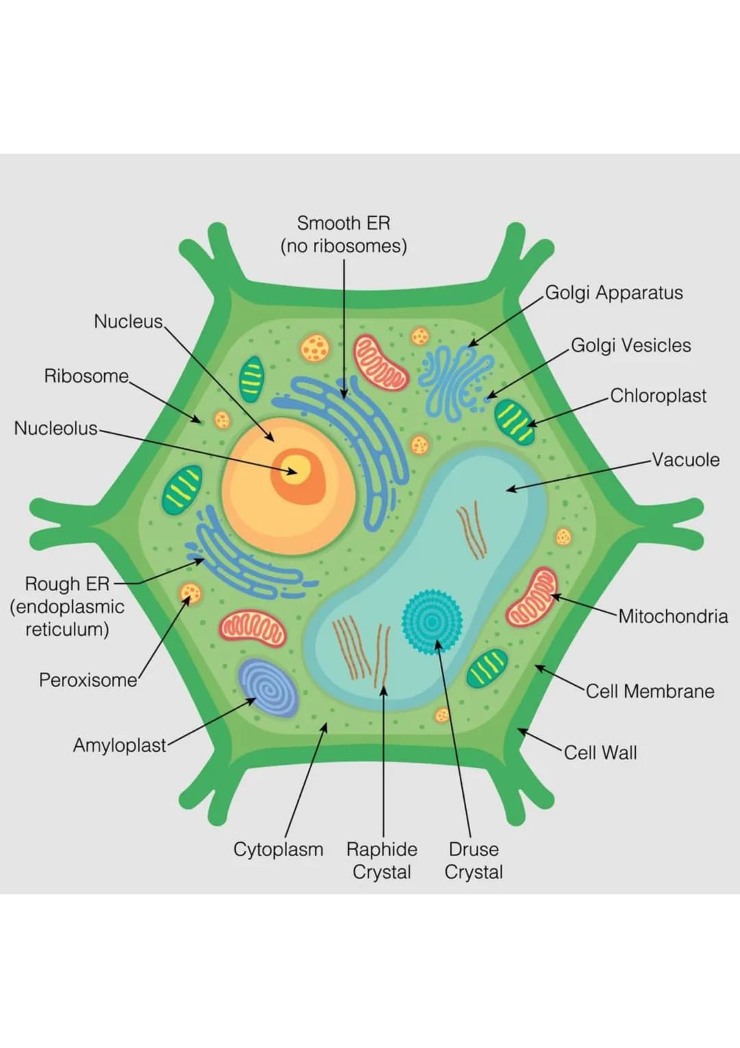 Nucleus
Ribosome
Nucleolus-
Rough ER
(endoplasmic
reticulum)
Peroxisome
Amyloplast
AD
mw
Smooth ER
(no ribosomes)
IND
Cytoplasm Raphide Drus