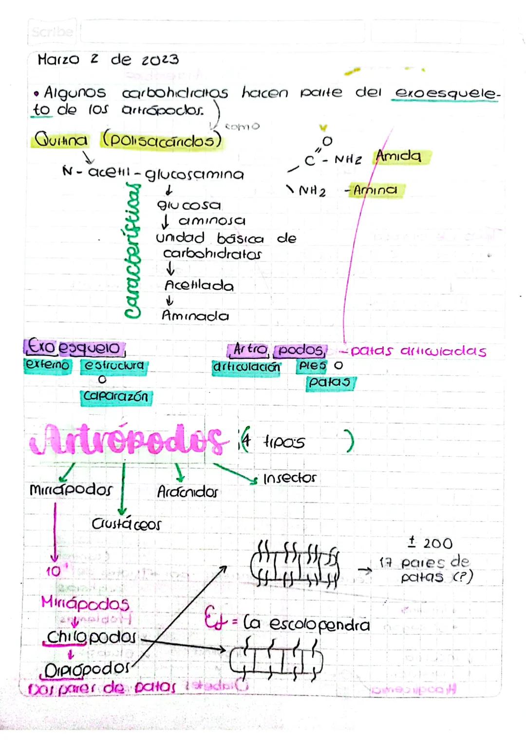 Datos clave sobre los artrópodos y su exoesqueleto