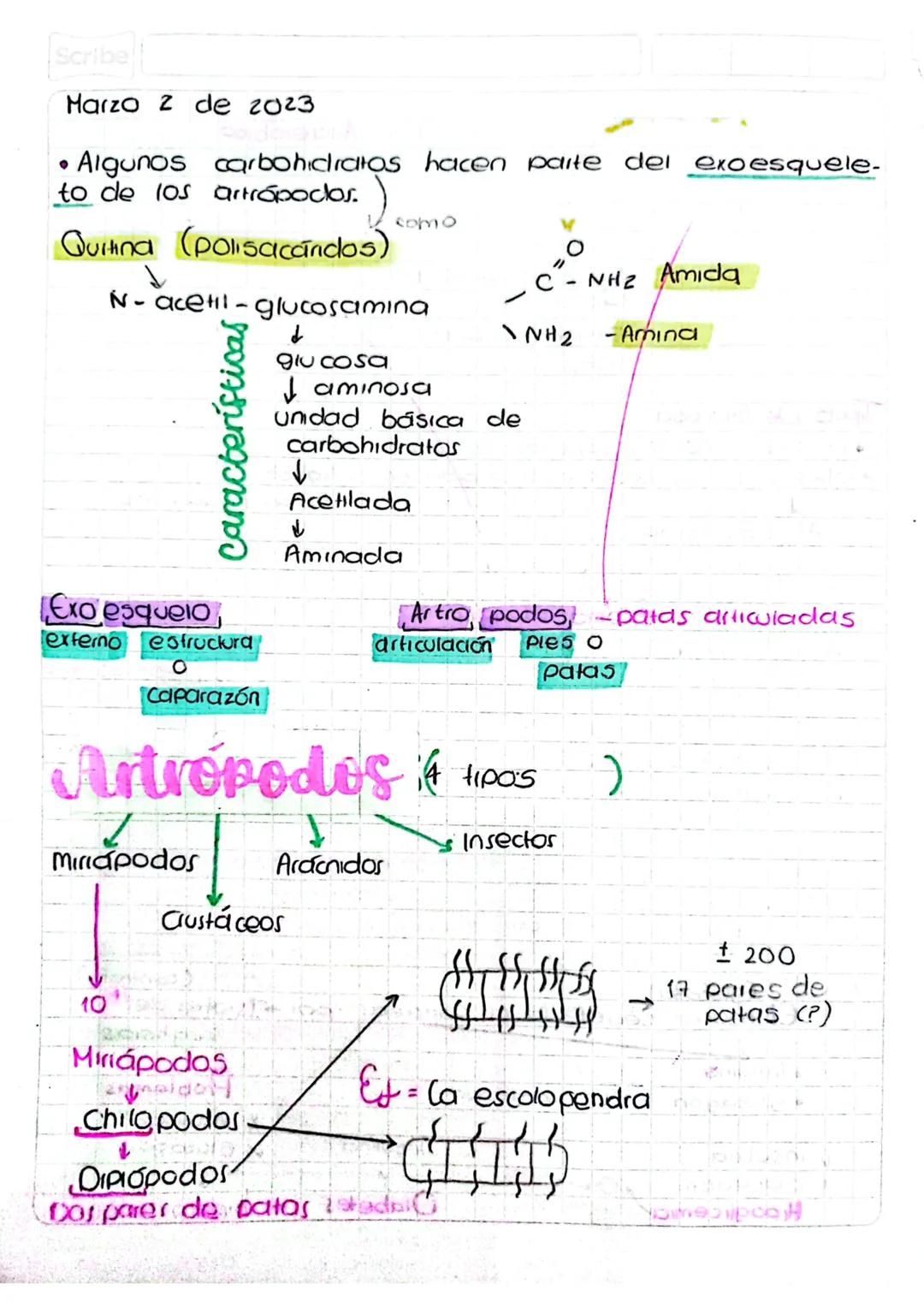 Scribe
Marzo 2 de 2023
Algunos carbohidratos hacen parte del exoesquele-
to de los artrópodos.
Quitina (polisacandos)
↓
como
N-acetil-glucos