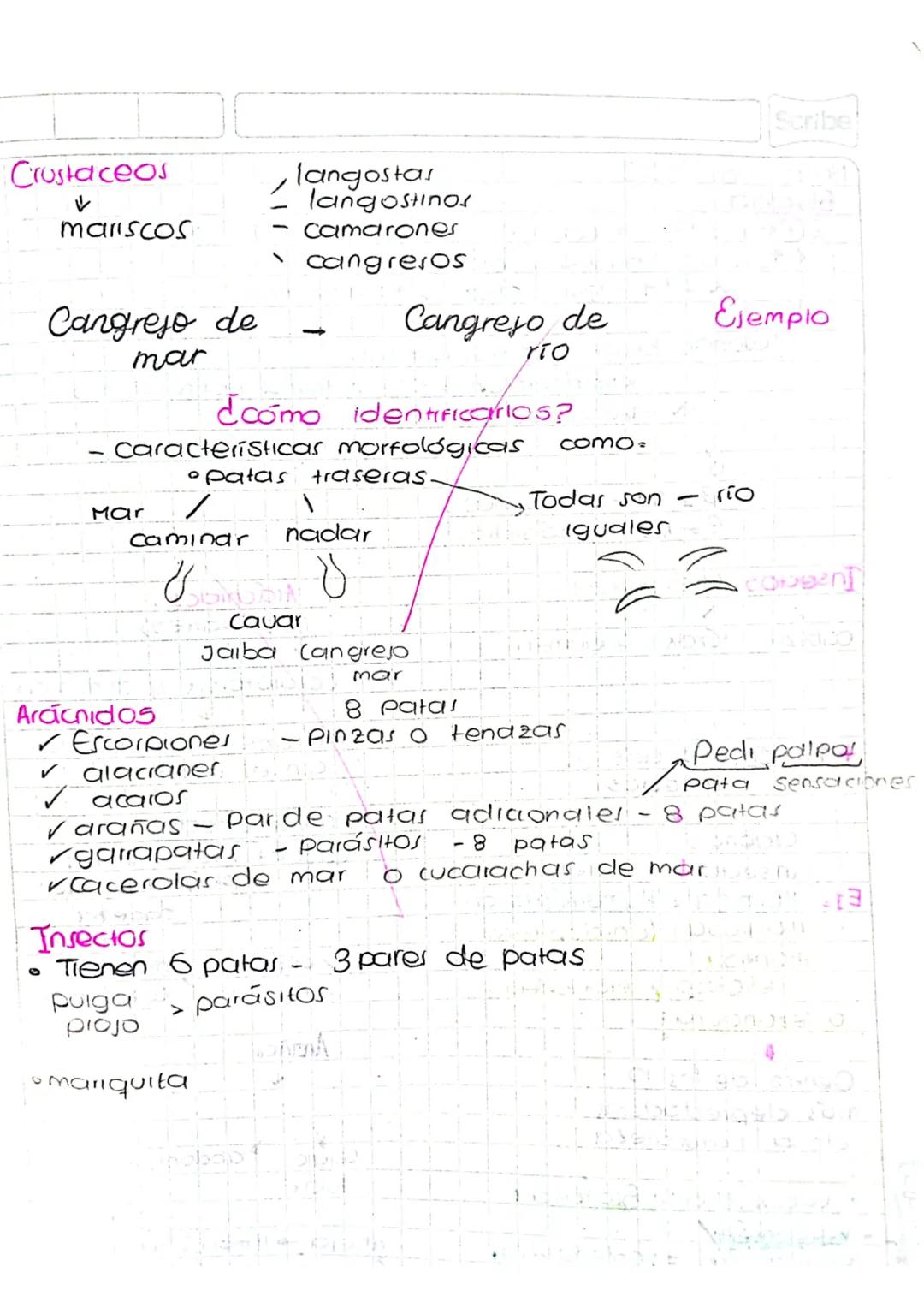 Scribe
Marzo 2 de 2023
Algunos carbohidratos hacen parte del exoesquele-
to de los artrópodos.
Quitina (polisacandos)
↓
como
N-acetil-glucos