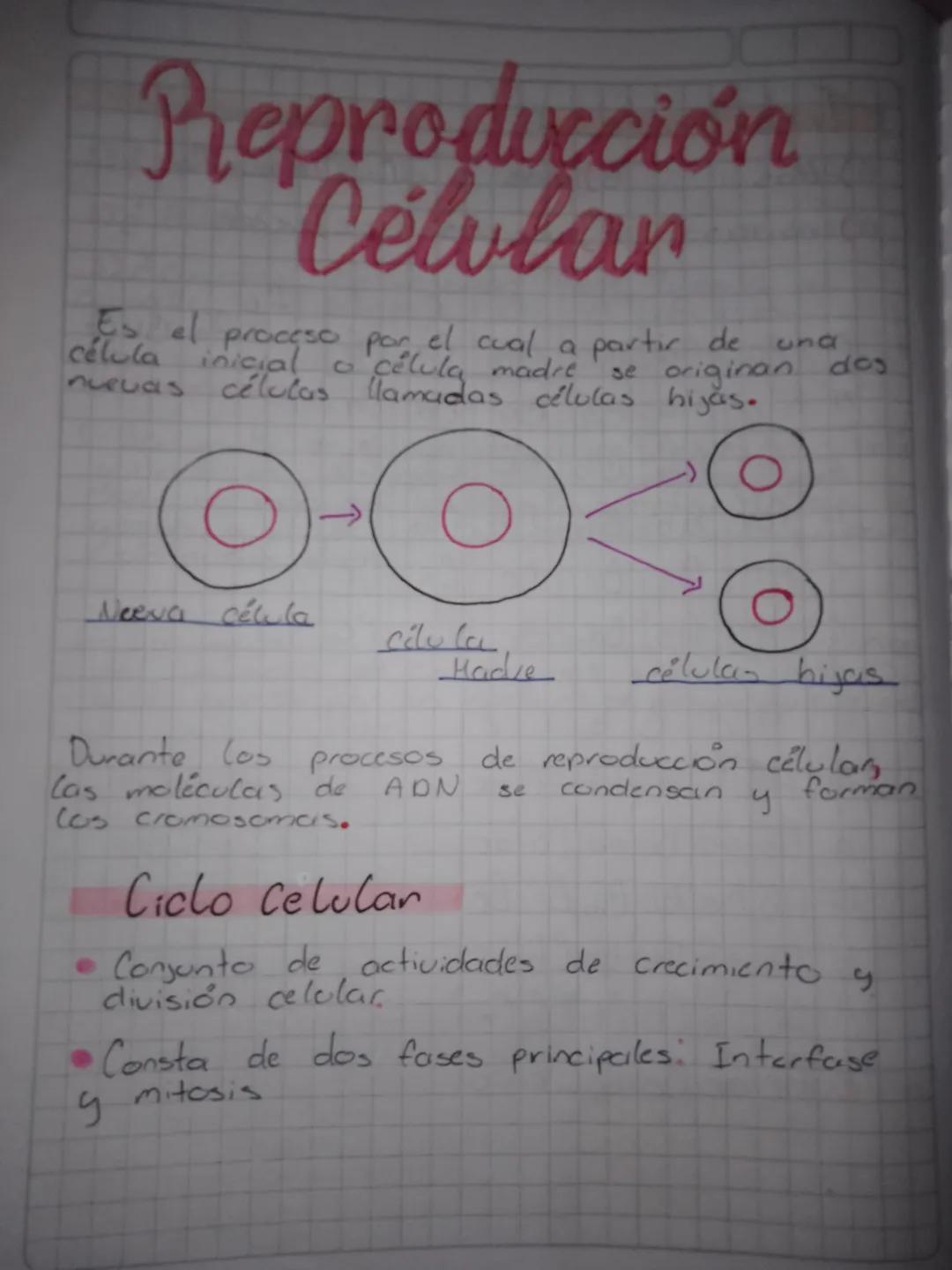 Reproducción celular 