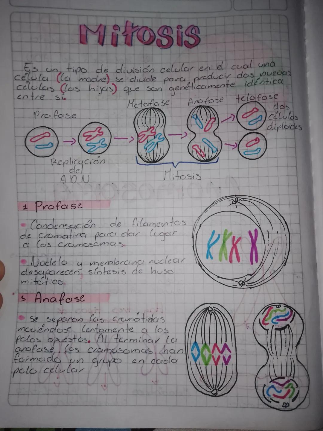 # Preproducción
## Célular
Es el proceso por el cual a partir de una
célula inicial o celula madre se originan dos
nuevas células llamadas c