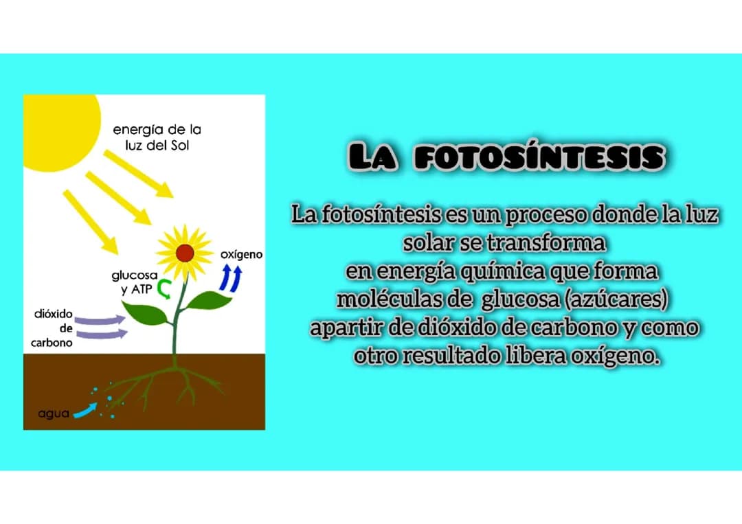 La fotosíntesis 