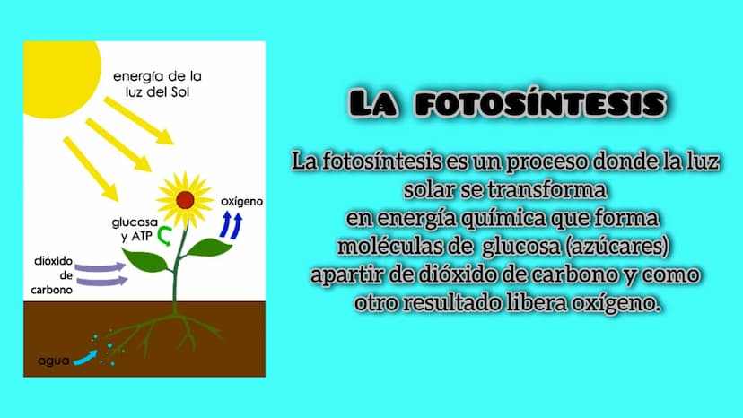 energía de la
luz del Sol
dióxido
de
carbono
glucosa
У АТР
agua
oxígeno
11
LA FOTOSINTESIS
La fotosíntesis es un proceso donde la luz
solar 