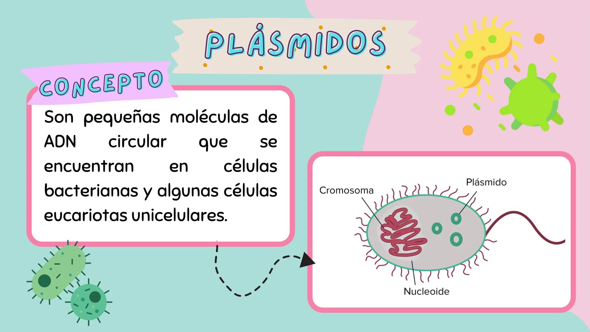 # PLÁSMIDOS y
# VACUOLA # PLASMIDOS

# CONCEPTO

Son pequeñas moléculas de
ADN circular que se
encuentran en células
bacterianas y algunas c