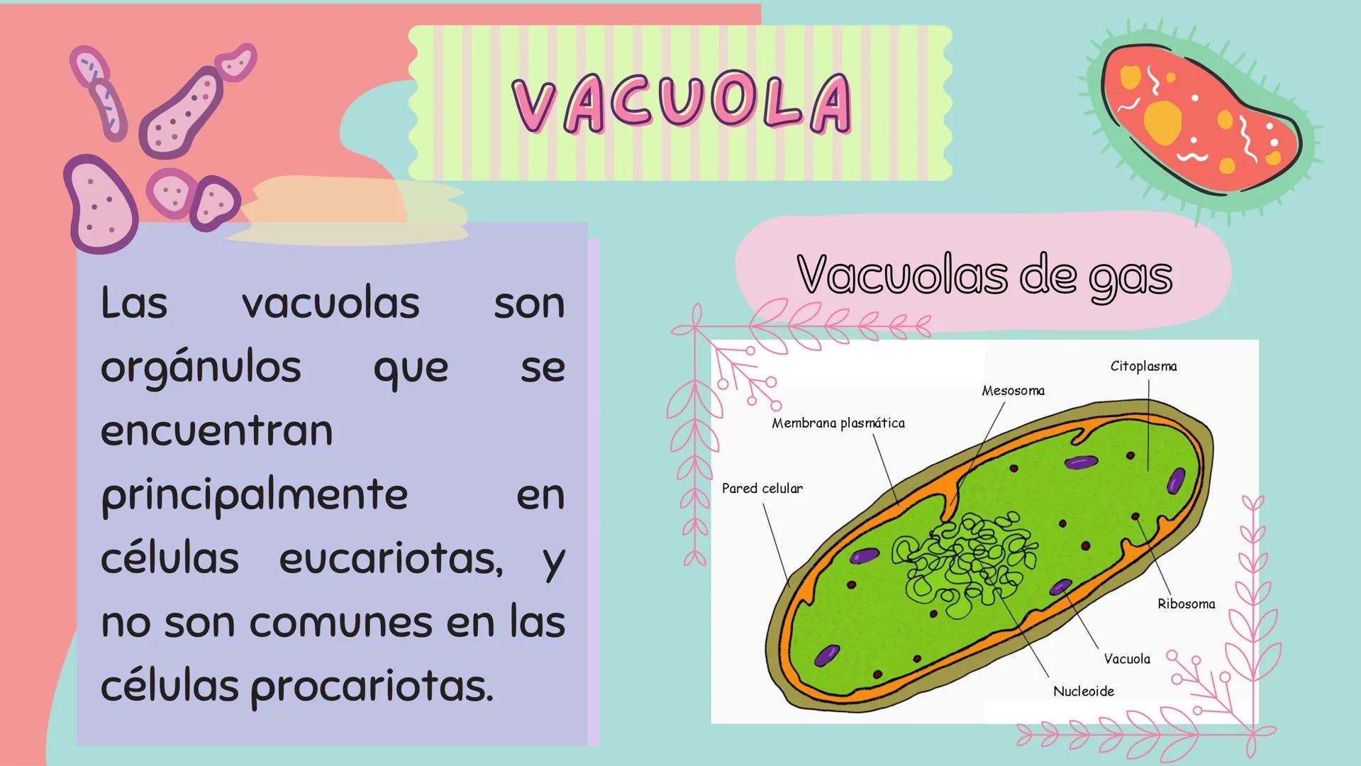 # PLÁSMIDOS y
# VACUOLA # PLASMIDOS

# CONCEPTO

Son pequeñas moléculas de
ADN circular que se
encuentran en células
bacterianas y algunas c