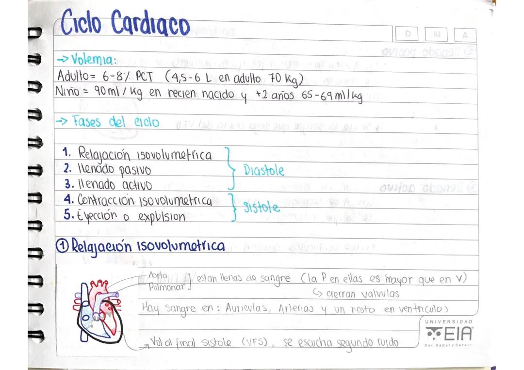 Fases del ciclo cardiaco 