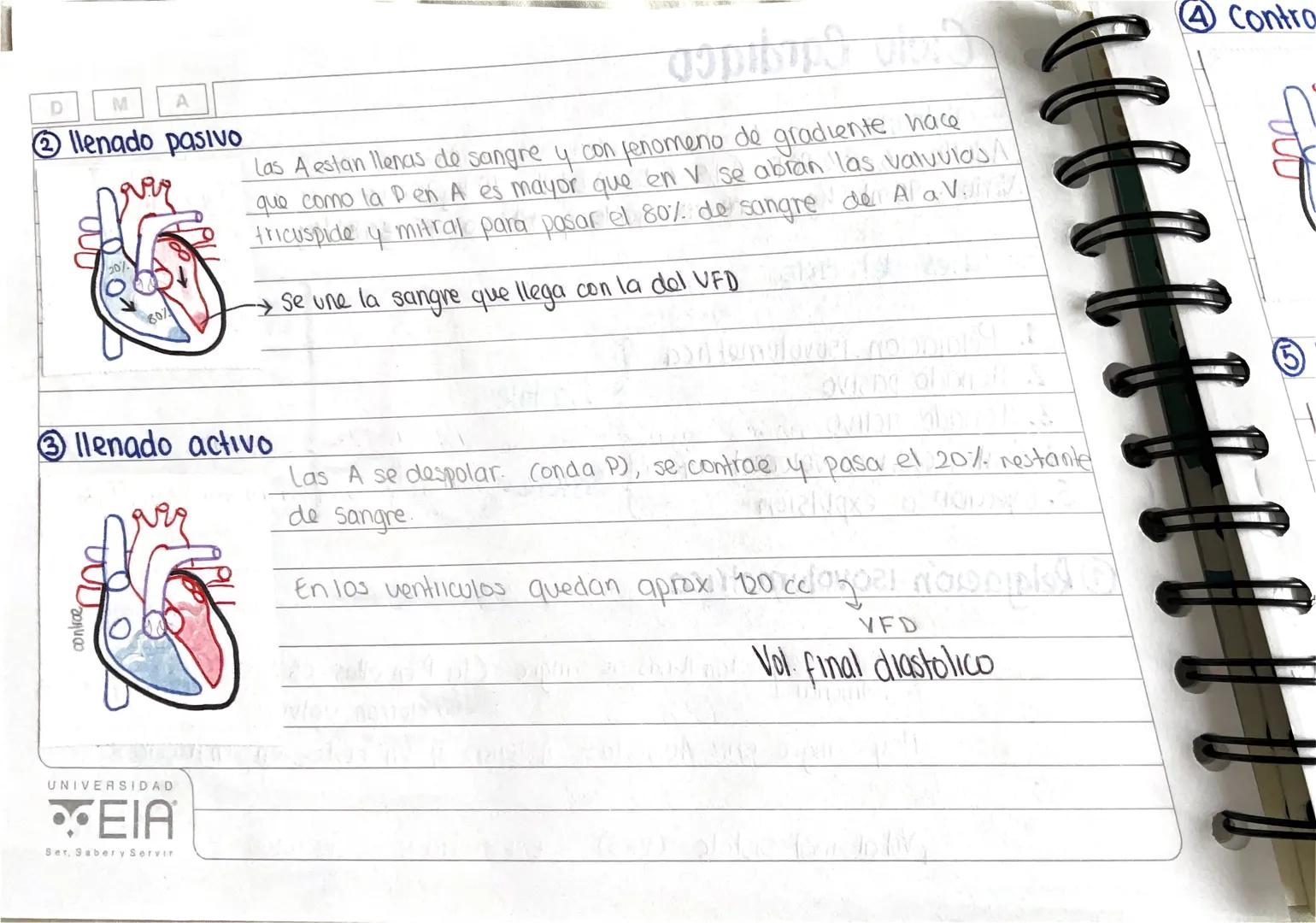 Ciclo Cardiacomon
→Volemia:
Adulto= 6-8% PCT (4,5-6 L en adulto 70 kg)
Niño = 90 ml/kg en recien nacido 4 + 2 años 65-69 milkg
→Fases del ci