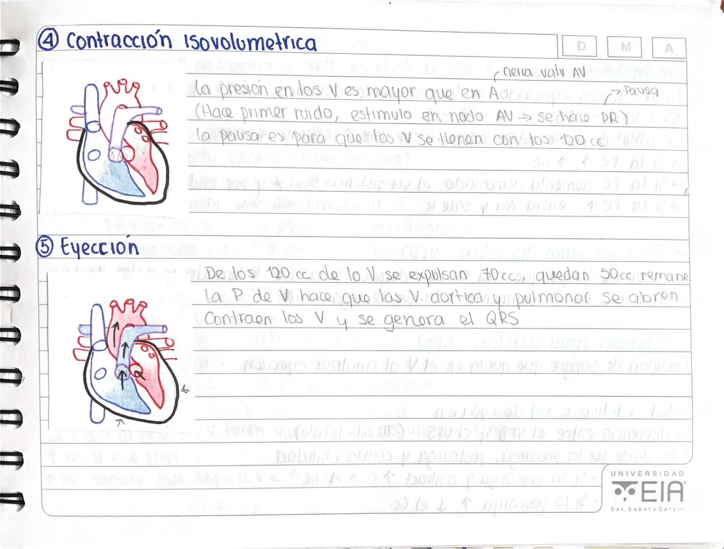 Ciclo Cardiacomon
→Volemia:
Adulto= 6-8% PCT (4,5-6 L en adulto 70 kg)
Niño = 90 ml/kg en recien nacido 4 + 2 años 65-69 milkg
→Fases del ci