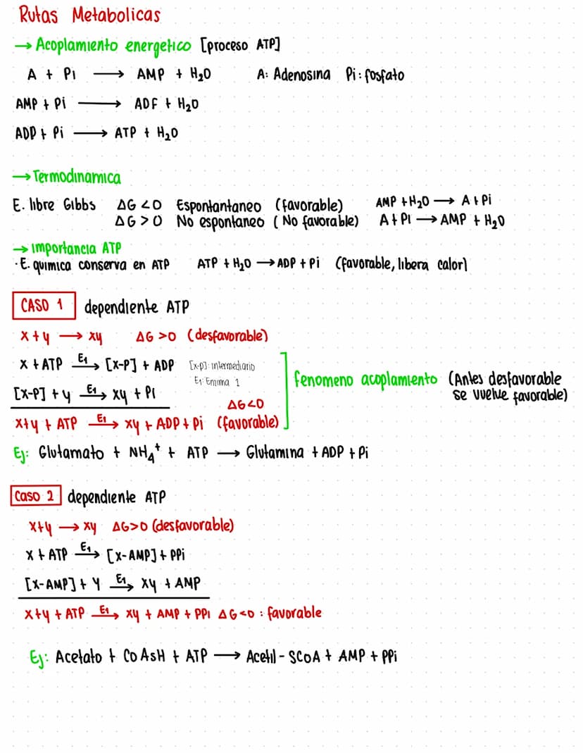 Rutas Metabolicas
→ Acoplamiento energetico [proceso ATP]
A+ Pi → AMP + H₂O
AMP+Pi
ADF H₂O
ADP+Pi → ATP + H₂O
→Termodinamica
A: Adenosina Pi