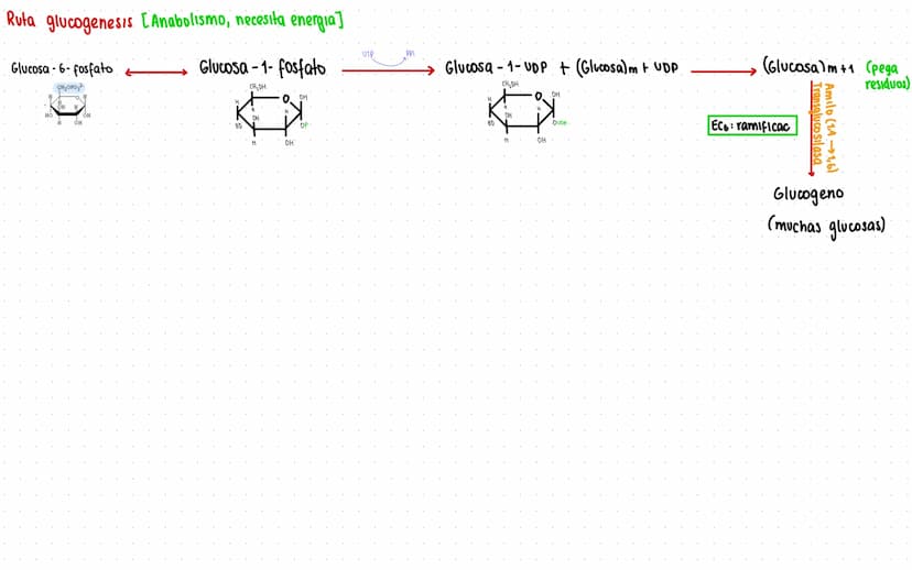 Rutas Metabolicas
→ Acoplamiento energetico [proceso ATP]
A+ Pi → AMP + H₂O
AMP+Pi
ADF H₂O
ADP+Pi → ATP + H₂O
→Termodinamica
A: Adenosina Pi