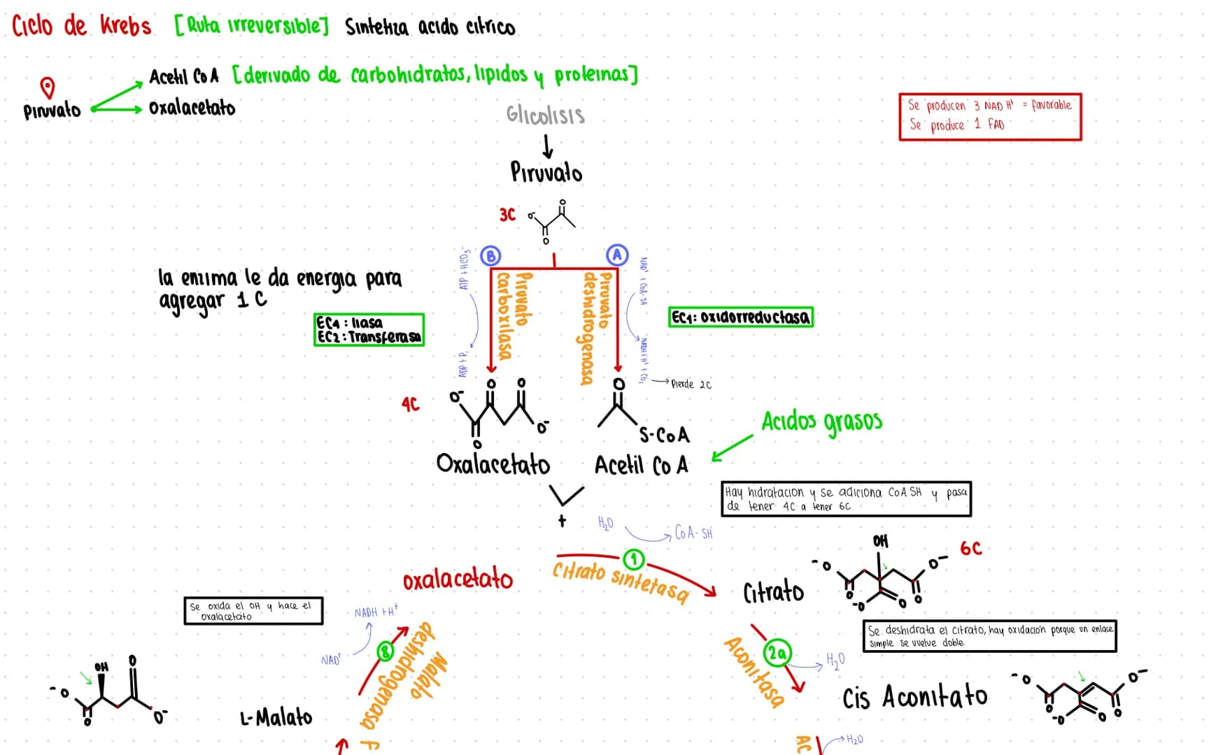 Rutas Metabolicas
→ Acoplamiento energetico [proceso ATP]
A+ Pi → AMP + H₂O
AMP+Pi
ADF H₂O
ADP+Pi → ATP + H₂O
→Termodinamica
A: Adenosina Pi