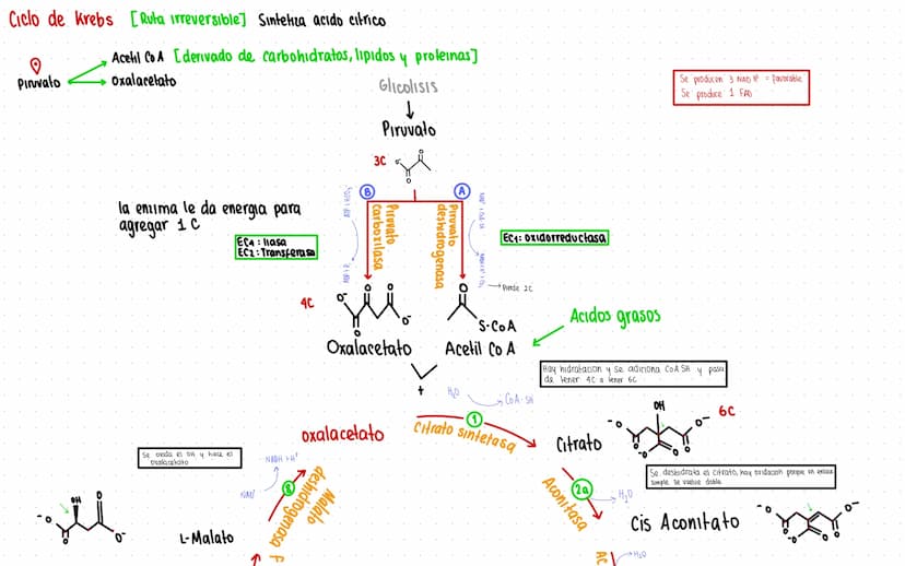 Rutas Metabolicas
→ Acoplamiento energetico [proceso ATP]
A+ Pi → AMP + H₂O
AMP+Pi
ADF H₂O
ADP+Pi → ATP + H₂O
→Termodinamica
A: Adenosina Pi