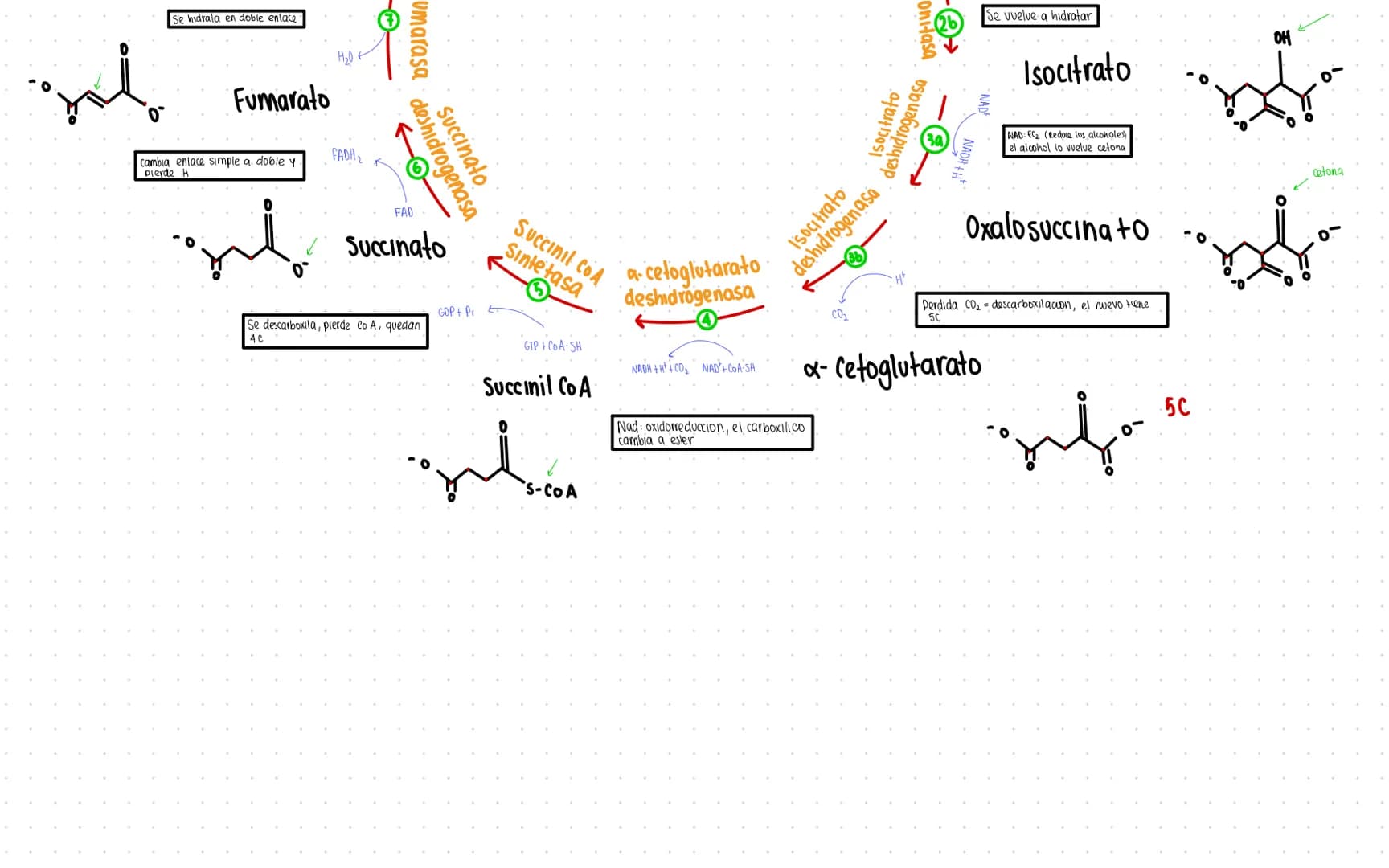 Rutas Metabolicas
→ Acoplamiento energetico [proceso ATP]
A+ Pi → AMP + H₂O
AMP+Pi
ADF H₂O
ADP+Pi → ATP + H₂O
→Termodinamica
A: Adenosina Pi