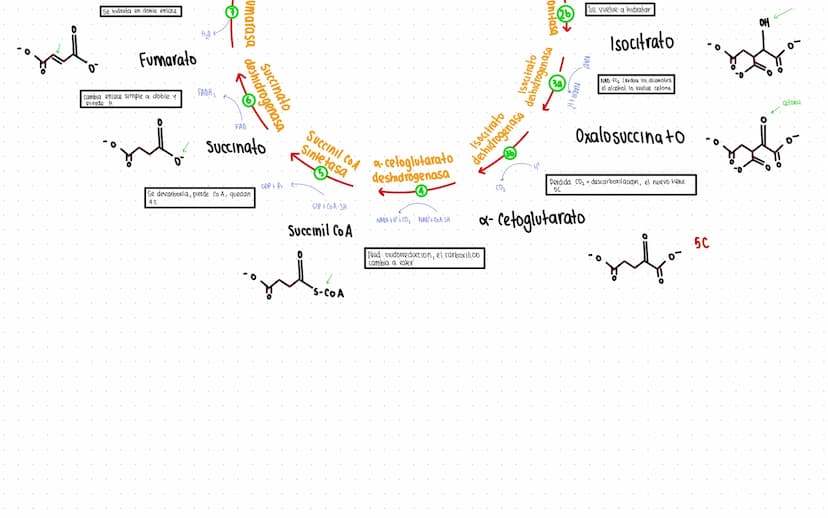 Rutas Metabolicas
→ Acoplamiento energetico [proceso ATP]
A+ Pi → AMP + H₂O
AMP+Pi
ADF H₂O
ADP+Pi → ATP + H₂O
→Termodinamica
A: Adenosina Pi