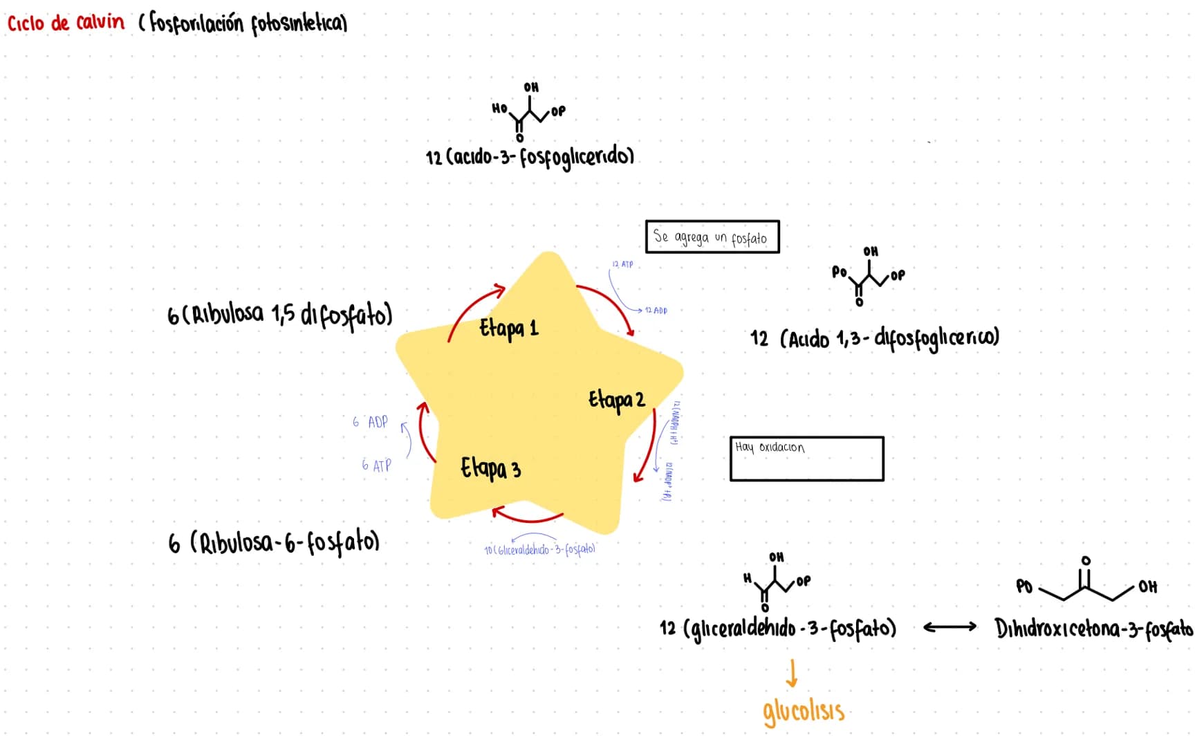 Rutas Metabolicas
→ Acoplamiento energetico [proceso ATP]
A+ Pi → AMP + H₂O
AMP+Pi
ADF H₂O
ADP+Pi → ATP + H₂O
→Termodinamica
A: Adenosina Pi