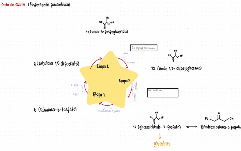Rutas Metabolicas
→ Acoplamiento energetico [proceso ATP]
A+ Pi → AMP + H₂O
AMP+Pi
ADF H₂O
ADP+Pi → ATP + H₂O
→Termodinamica
A: Adenosina Pi