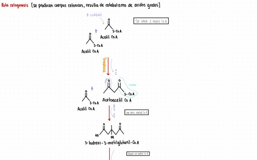 Rutas Metabolicas
→ Acoplamiento energetico [proceso ATP]
A+ Pi → AMP + H₂O
AMP+Pi
ADF H₂O
ADP+Pi → ATP + H₂O
→Termodinamica
A: Adenosina Pi
