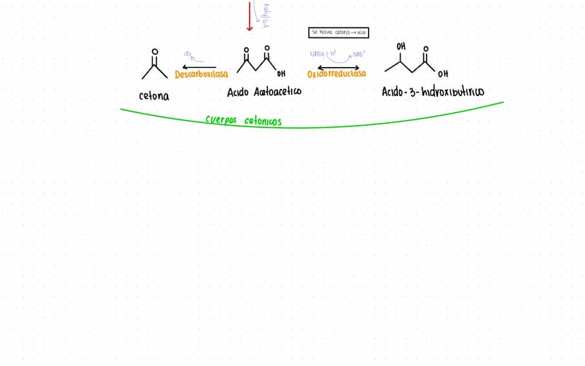 Rutas Metabolicas
→ Acoplamiento energetico [proceso ATP]
A+ Pi → AMP + H₂O
AMP+Pi
ADF H₂O
ADP+Pi → ATP + H₂O
→Termodinamica
A: Adenosina Pi