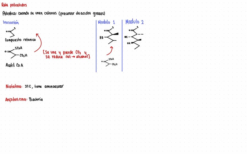 Rutas Metabolicas
→ Acoplamiento energetico [proceso ATP]
A+ Pi → AMP + H₂O
AMP+Pi
ADF H₂O
ADP+Pi → ATP + H₂O
→Termodinamica
A: Adenosina Pi