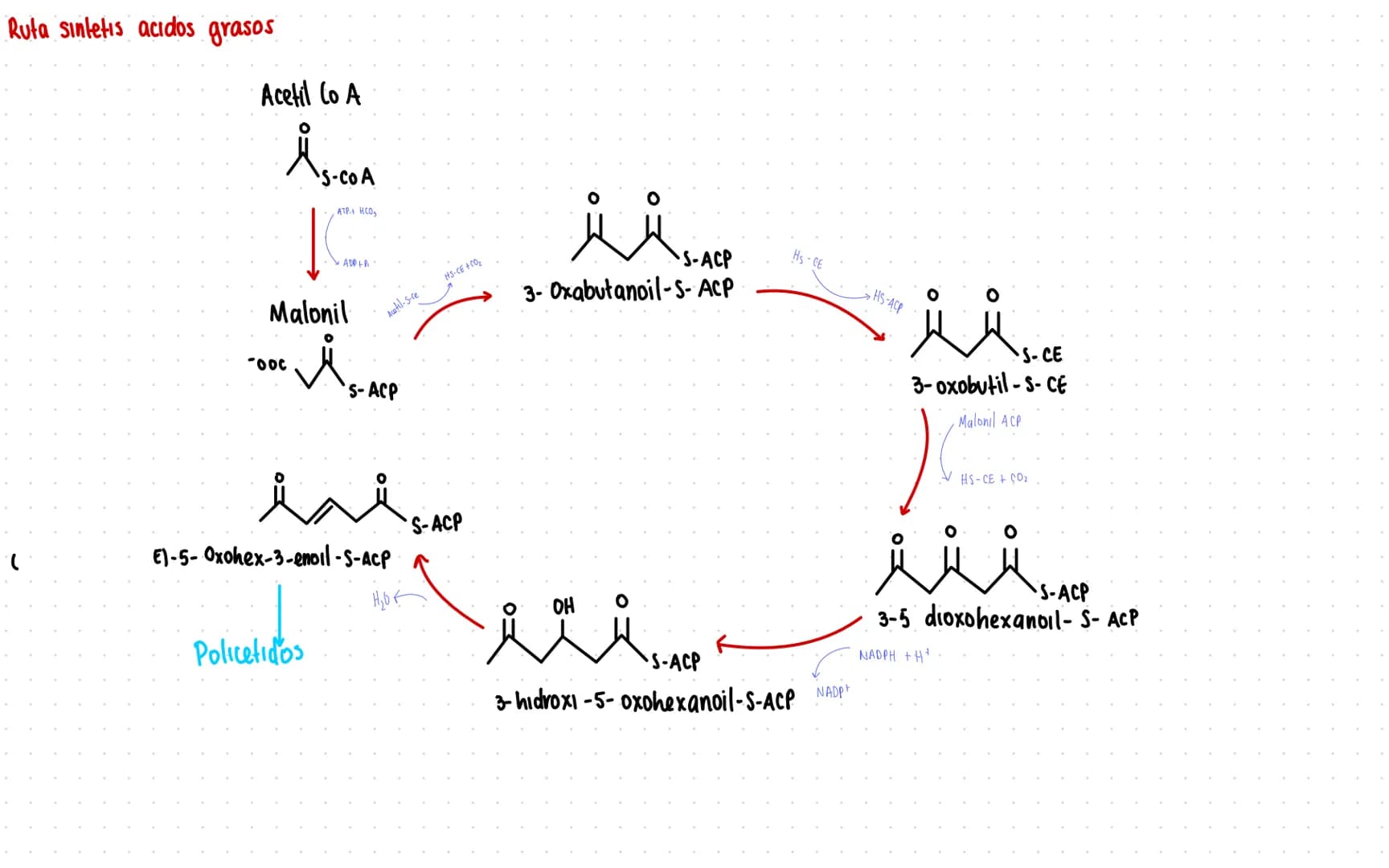 Rutas Metabolicas
→ Acoplamiento energetico [proceso ATP]
A+ Pi → AMP + H₂O
AMP+Pi
ADF H₂O
ADP+Pi → ATP + H₂O
→Termodinamica
A: Adenosina Pi