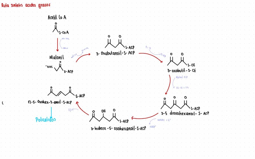 Rutas Metabolicas
→ Acoplamiento energetico [proceso ATP]
A+ Pi → AMP + H₂O
AMP+Pi
ADF H₂O
ADP+Pi → ATP + H₂O
→Termodinamica
A: Adenosina Pi