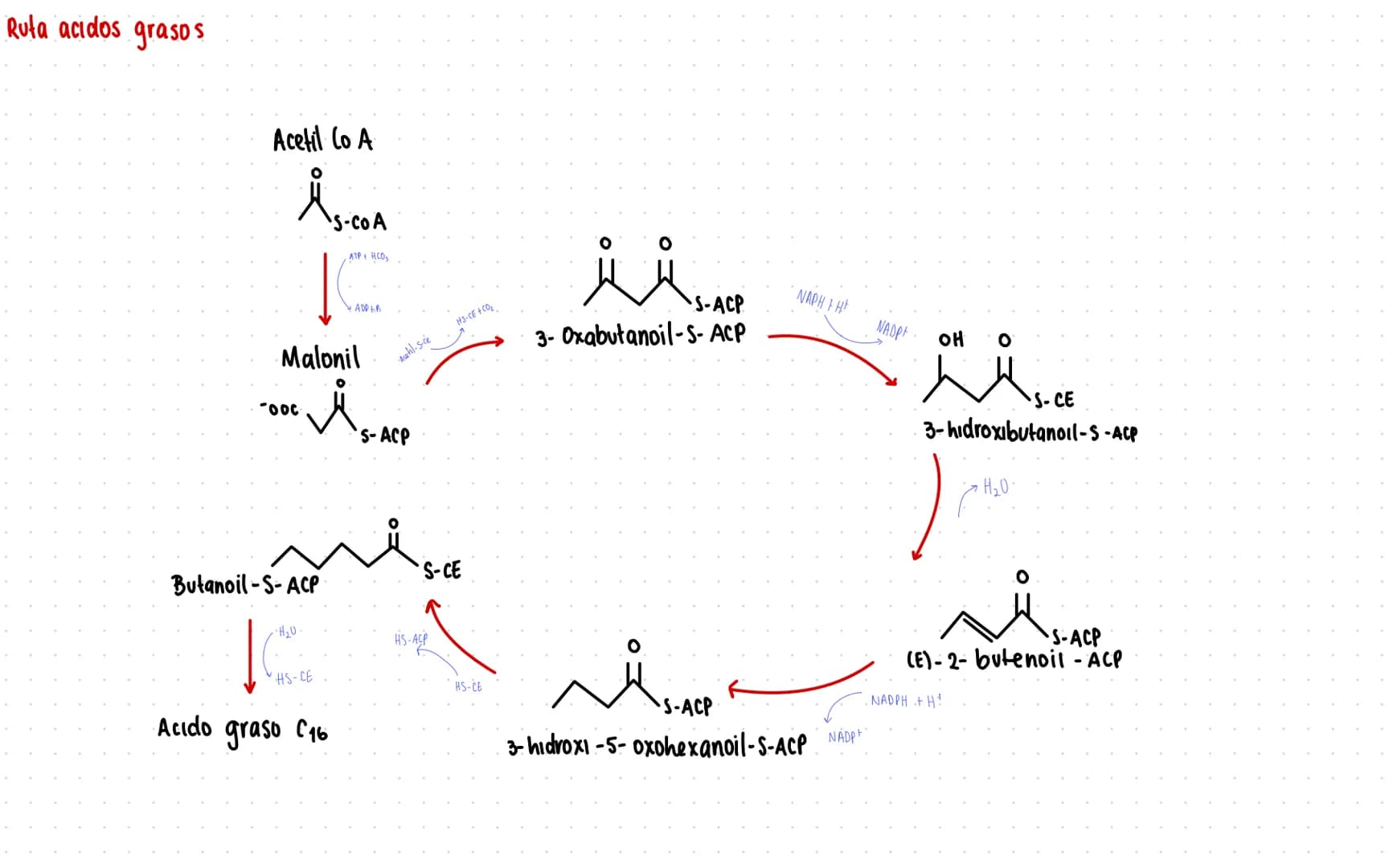 Rutas Metabolicas
→ Acoplamiento energetico [proceso ATP]
A+ Pi → AMP + H₂O
AMP+Pi
ADF H₂O
ADP+Pi → ATP + H₂O
→Termodinamica
A: Adenosina Pi